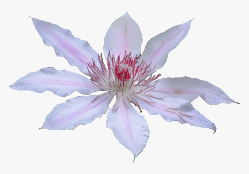 Lily, HD Png Download