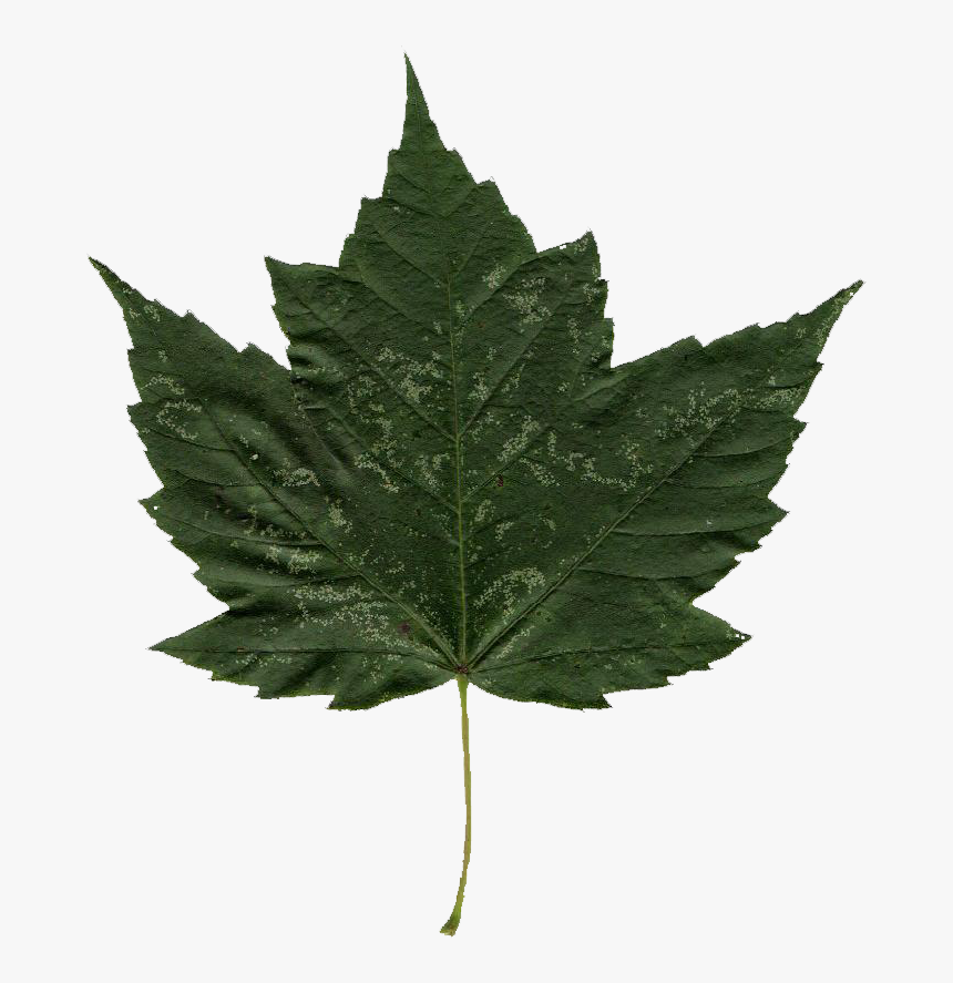 Highbush Cranberry Leaf, HD Png Download