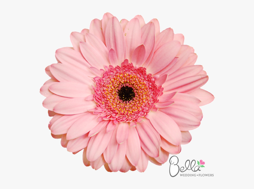 Wedding, HD Png Download