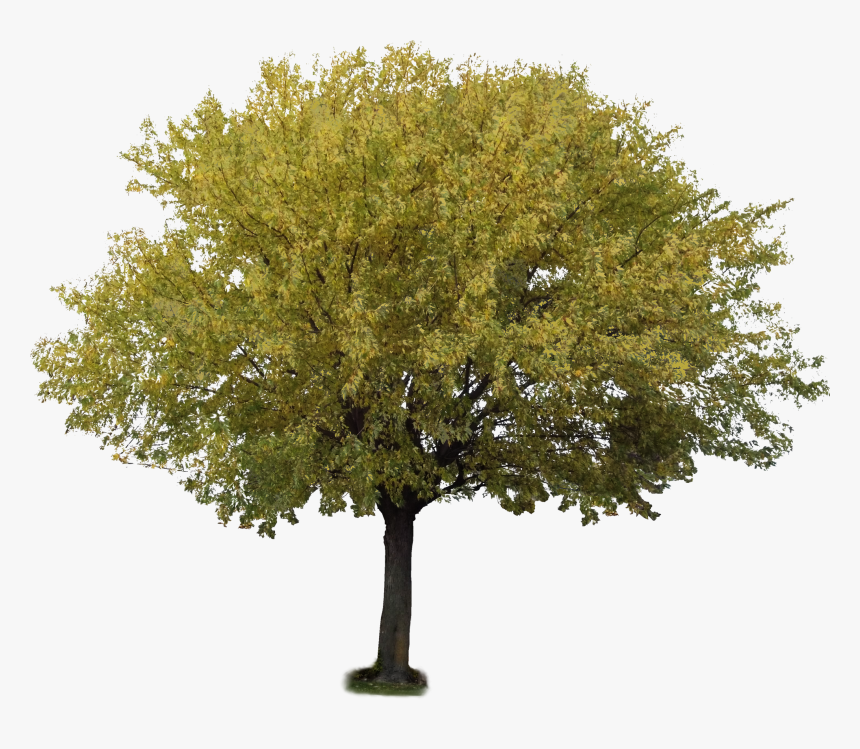 Transparent Aspen Tree Png - Olive Trees Transparent Background, Png Download