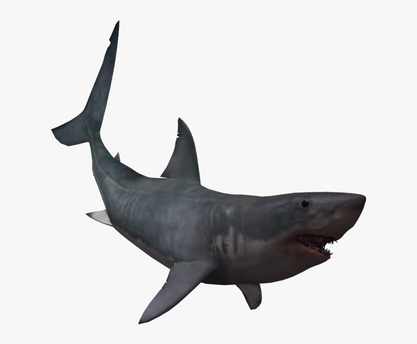 Drawing Shark Real Svg Library Download - Real Shark Transparent, HD Png Download