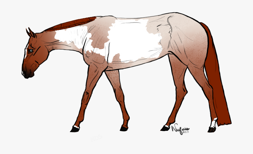 Sorrel, HD Png Download