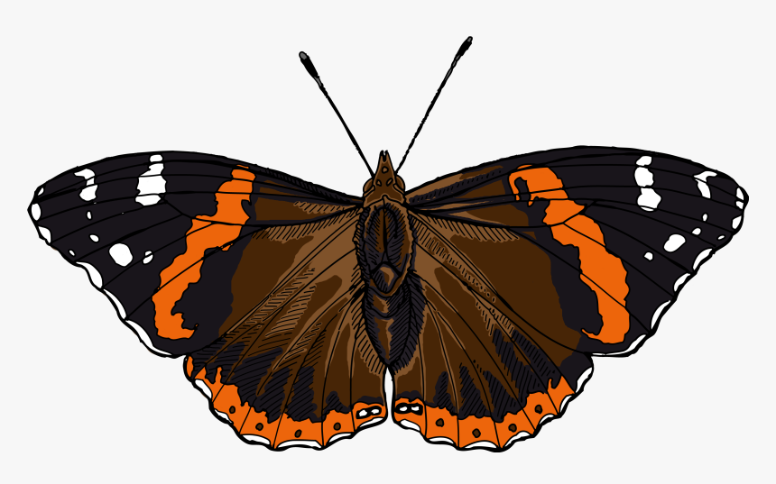 Red Admiral Butterfly Illustrated One Illustration - Red Admiral Butterfly Clipart, HD Png Download