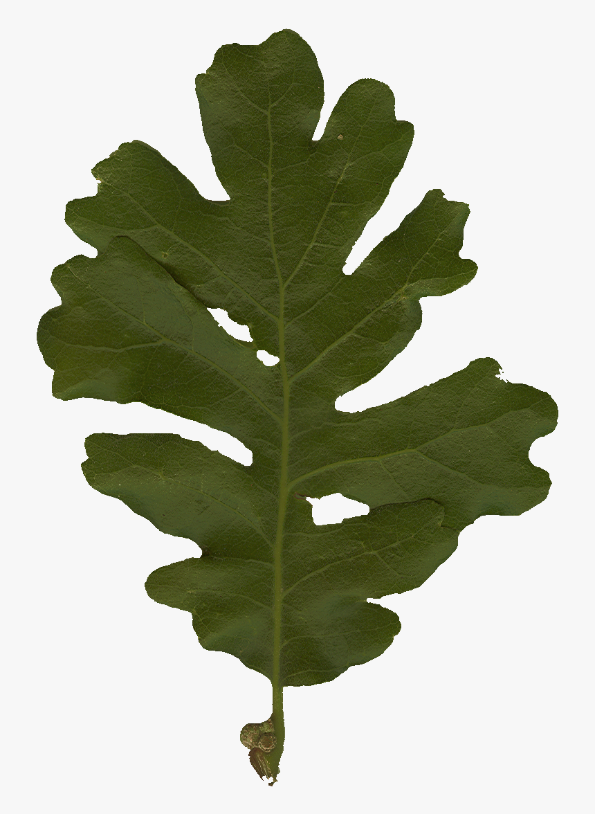Oak Leaf Png, Transparent Png