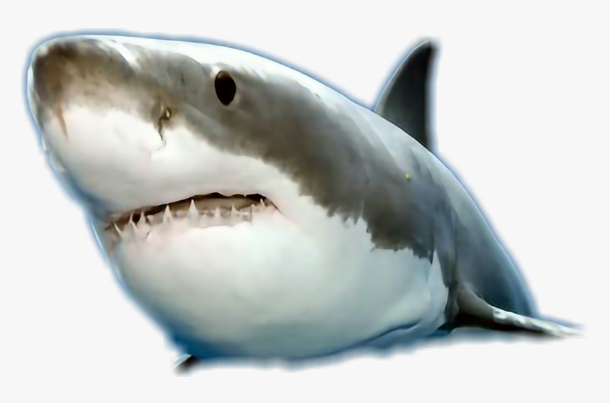 #@carlosmendoza36 - Great White Shark, HD Png Download