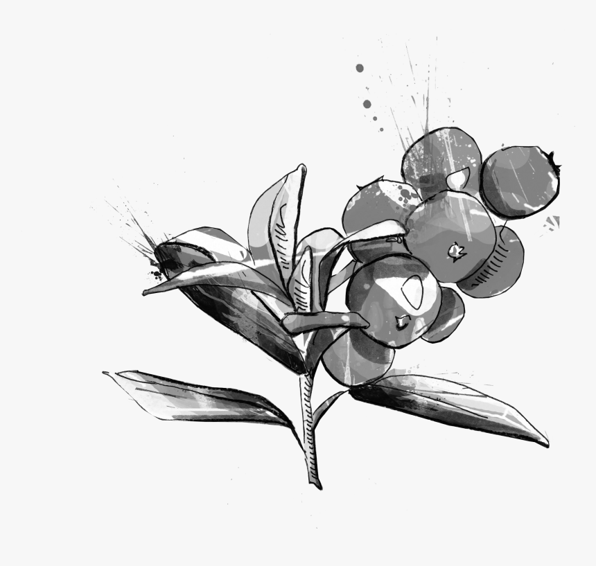 Illustration, HD Png Download