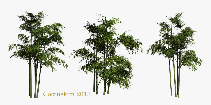 Bamboo Png Clipart - Bamboo Trees Png, Transparent Png