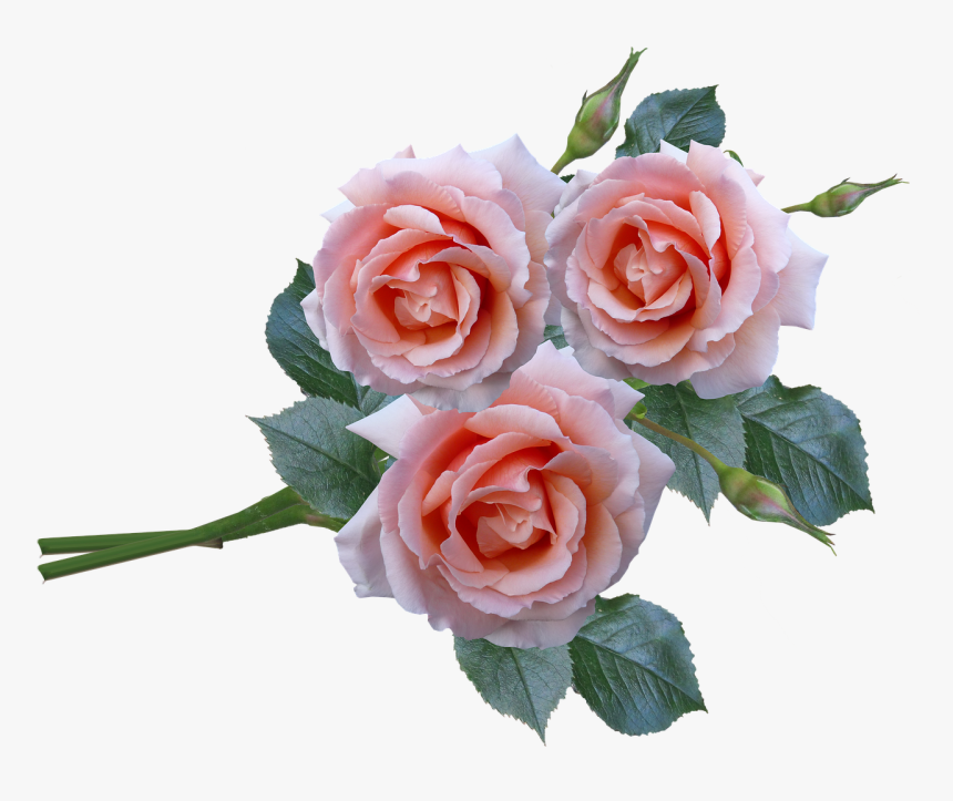 Roses Bunch Stem Free Photo - Flower Bunch Png Hd, Transparent Png
