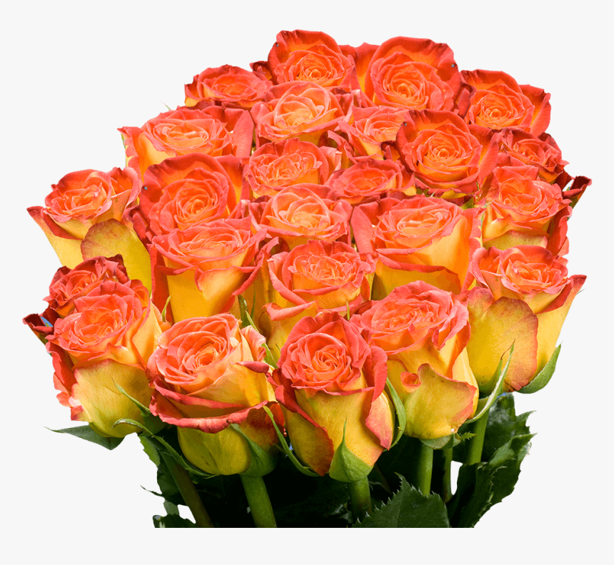 Floribunda, HD Png Download