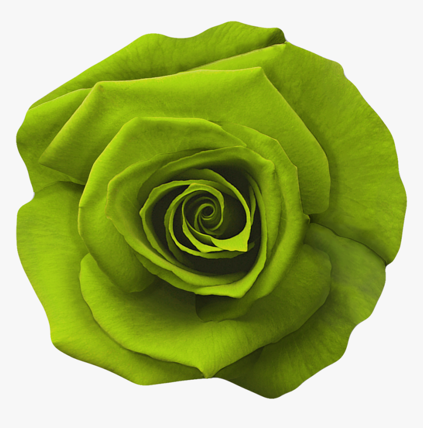 Garden Roses, HD Png Download