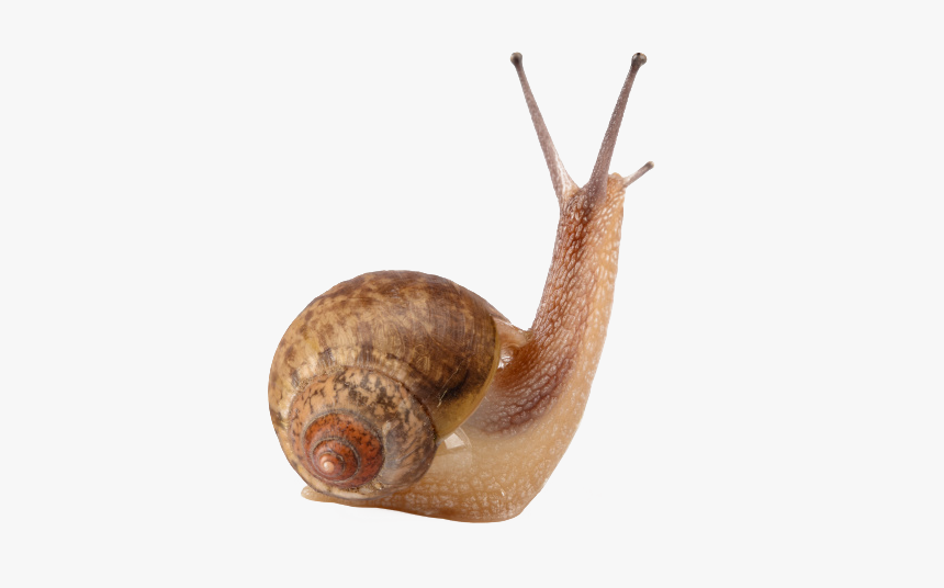 Snail Free Png Image - 4 Pics 1 Word Shell, Transparent Png