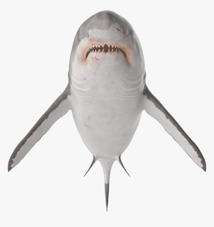 #ftestickers #tiburon #shark #stickers #freetoedit - Great White Shark, HD Png Download