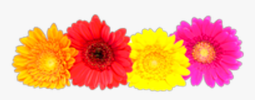 #ftestickers #flowers #flowercrown #gerbera #colorful - Gerberas Png, Transparent Png