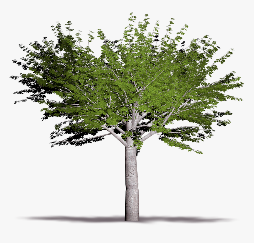 Pond Pine, HD Png Download