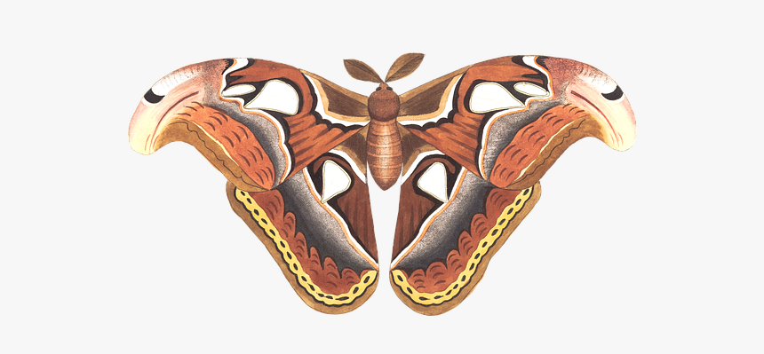 Atlas Moth Drawing, HD Png Download