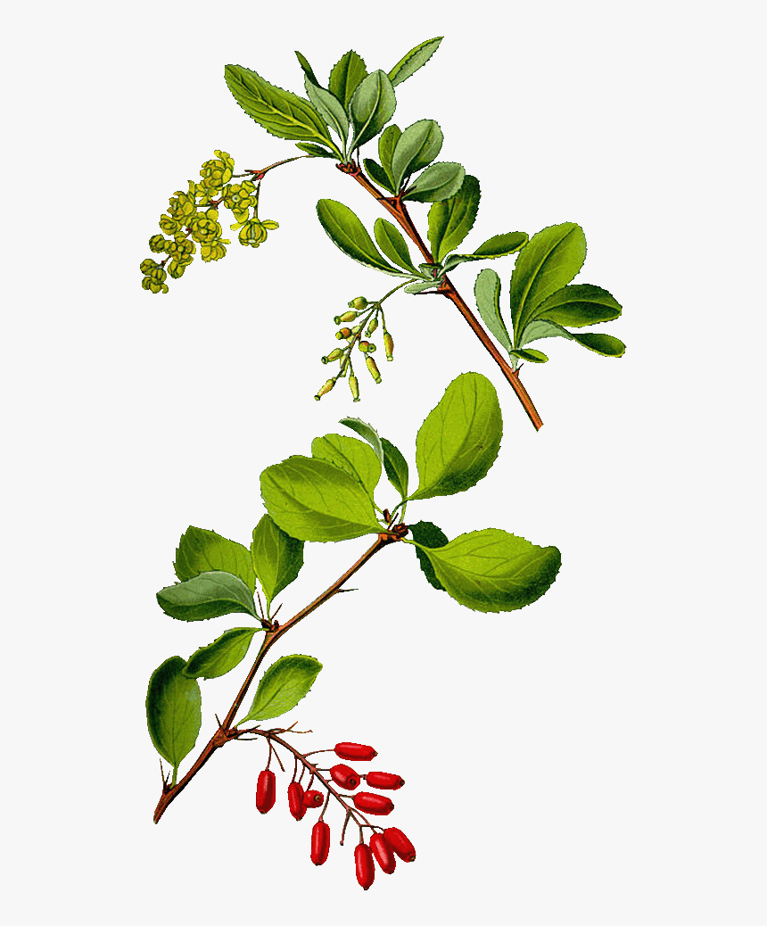 Berberis Vulgaris Drawing, HD Png Download