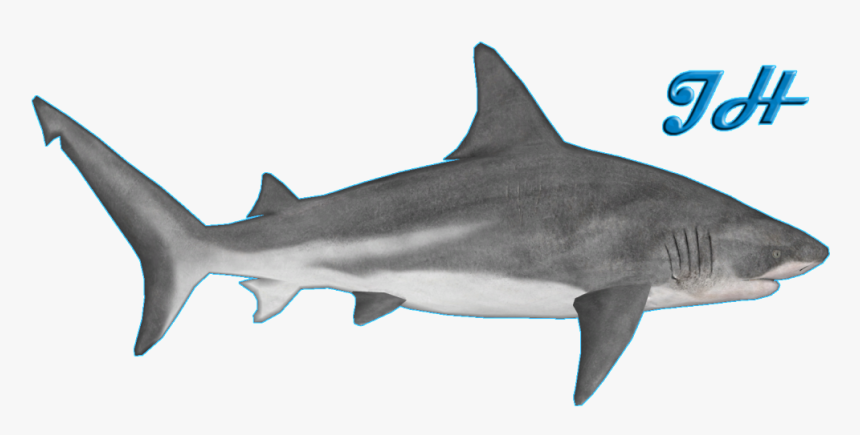 Thumb Image - Zoo Tycoon 2 Bull Shark, HD Png Download