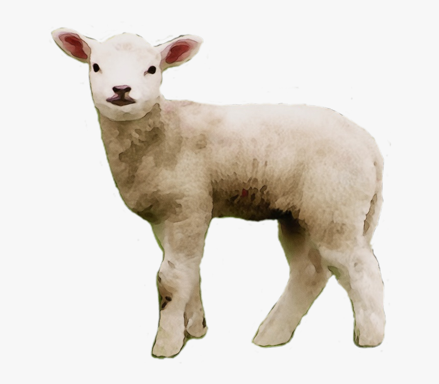 Portable Network Graphics Clip Art Sheep S Meat Image - Sheep Small Png, Transparent Png