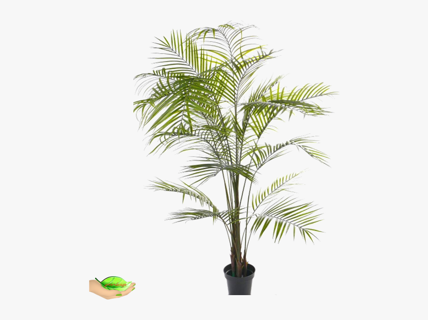 Houseplant, HD Png Download