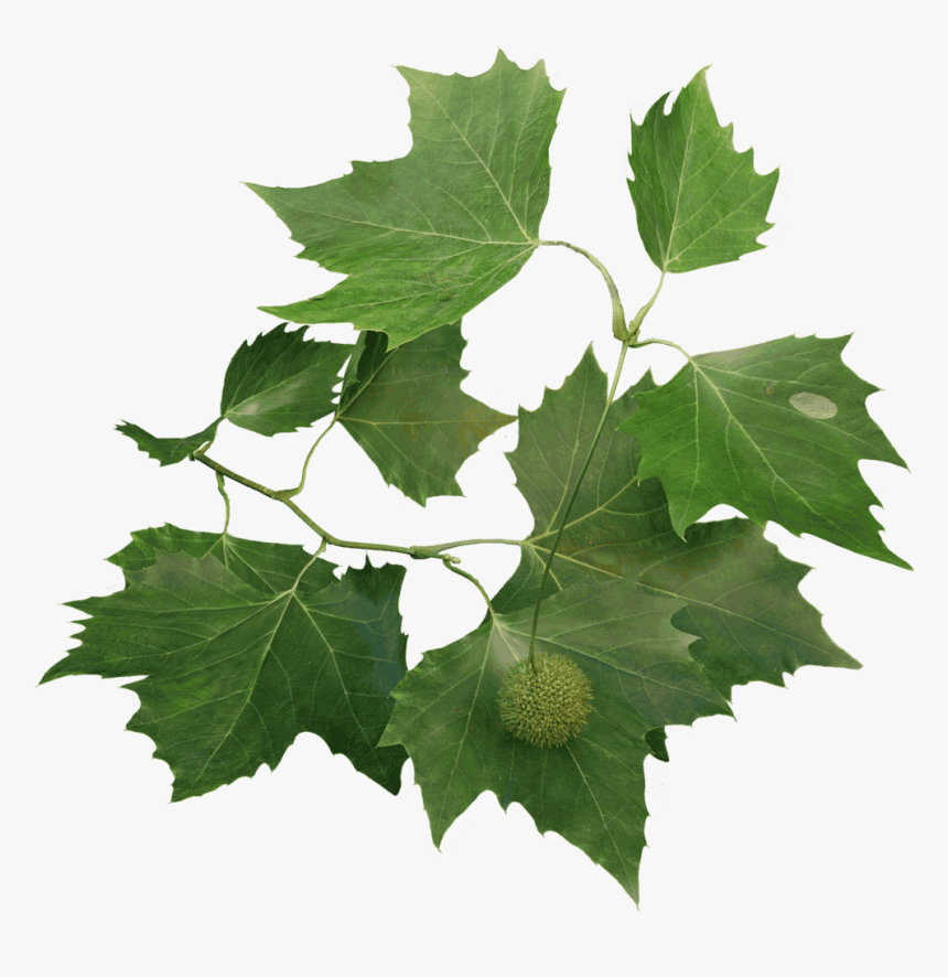 برگ چنار درخت چنار, HD Png Download