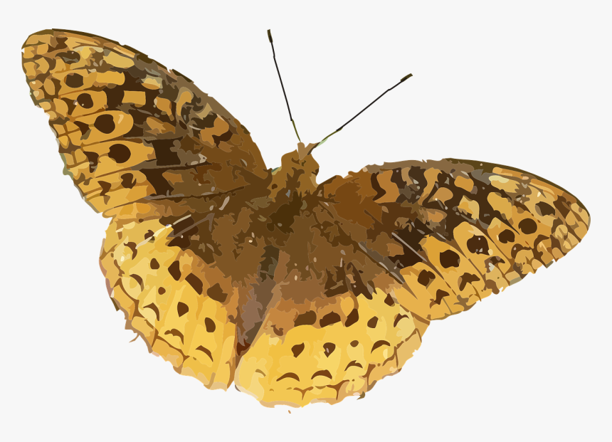 Brown Orange Butterfly, HD Png Download