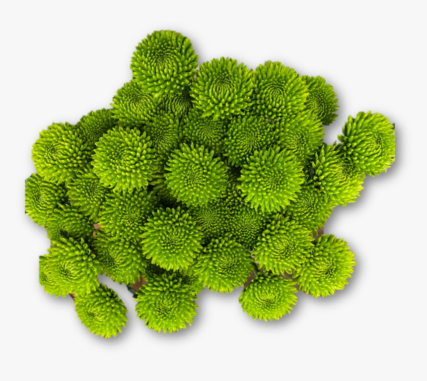 Moss, HD Png Download