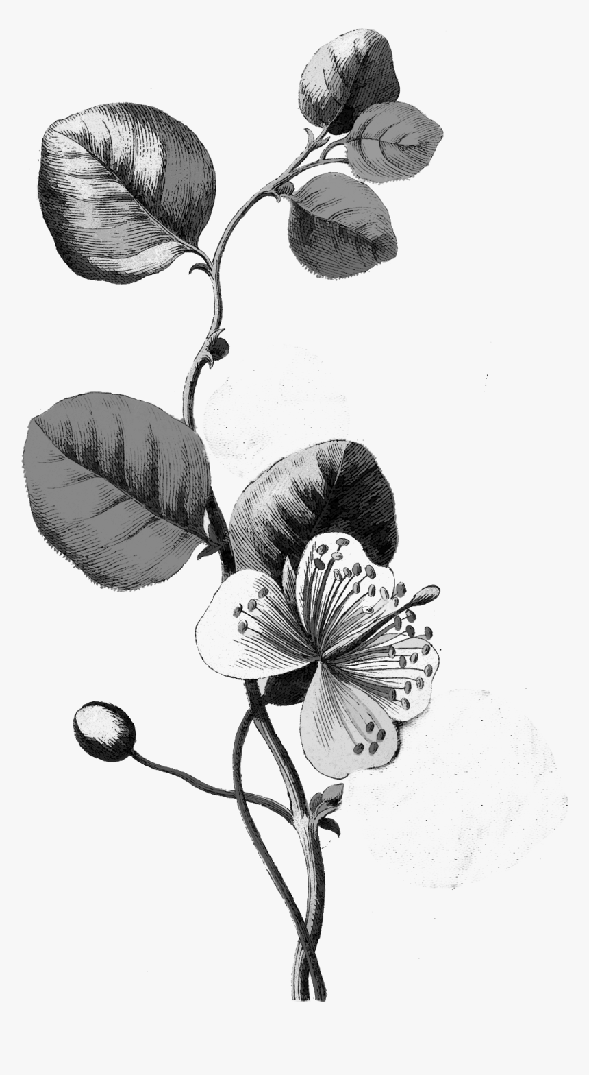 Botanical Flower Illustration Png, Transparent Png