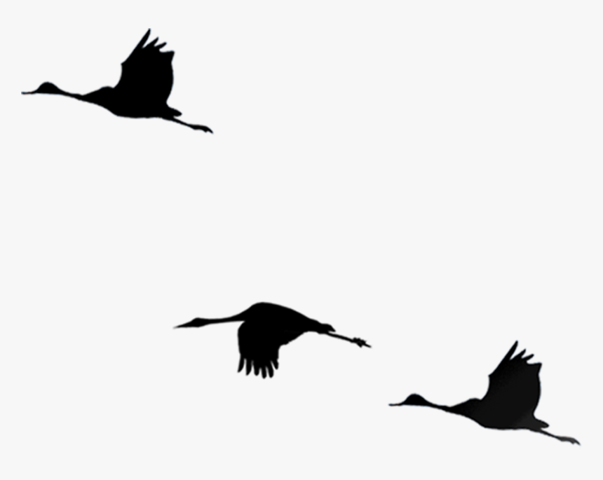 Bird Flight Cygnini - 大雁 剪影, HD Png Download
