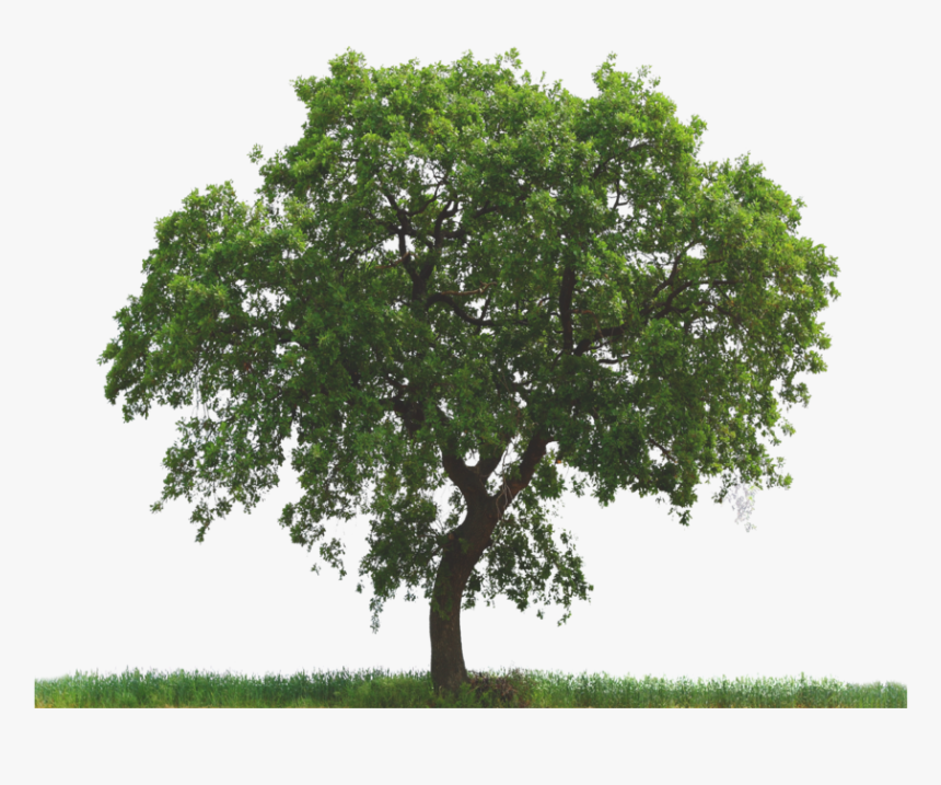 Tree Png, Transparent Png
