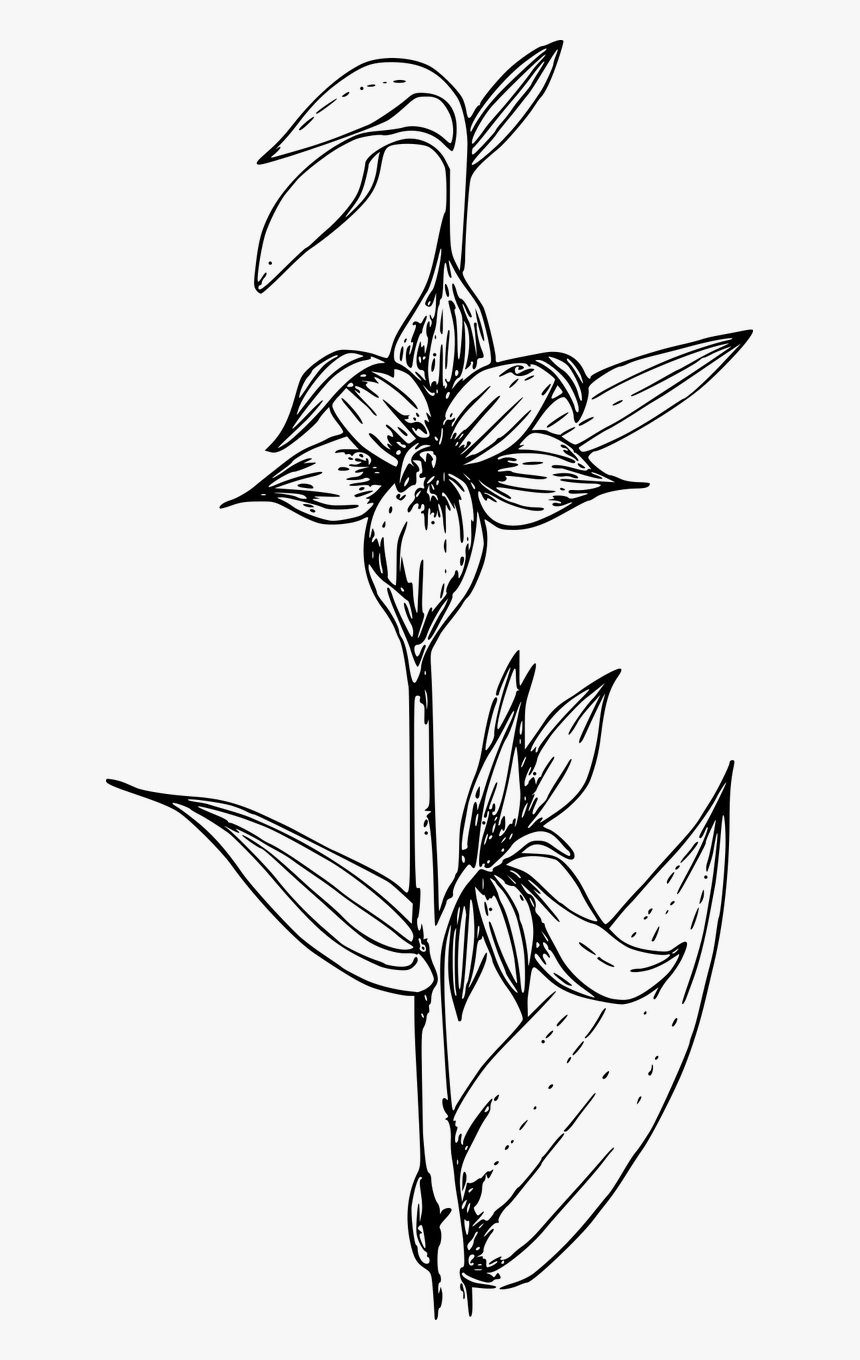 Orchids Png Black And White Transparent Png Transparent Png Image Pngitem