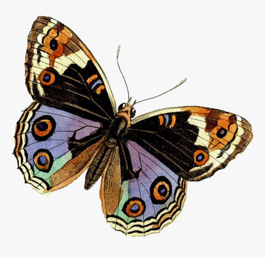 #butterfly #beauty #soft #png - Brush-footed Butterflies, Transparent Png