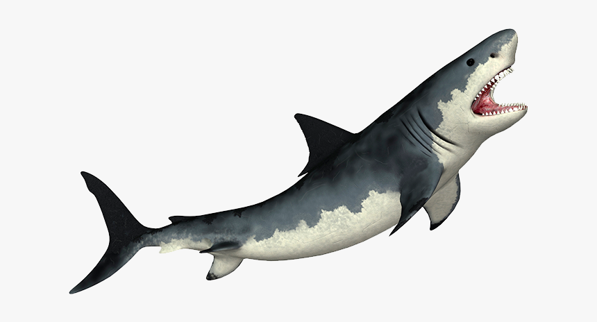 Megalodon Transparent Png - Shark Png, Png Download