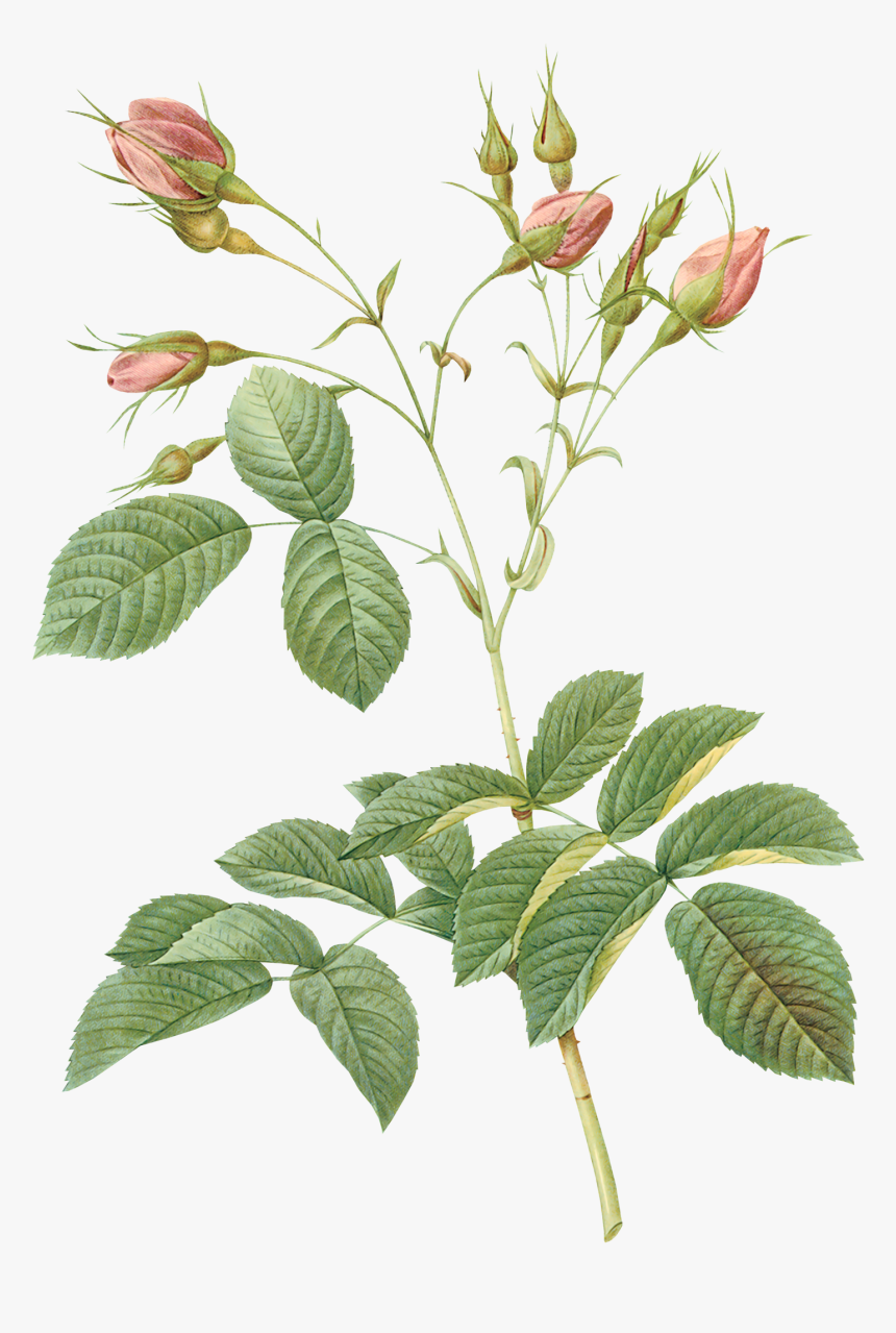 Clip Library Stock Pin By On Pinterest, HD Png Download