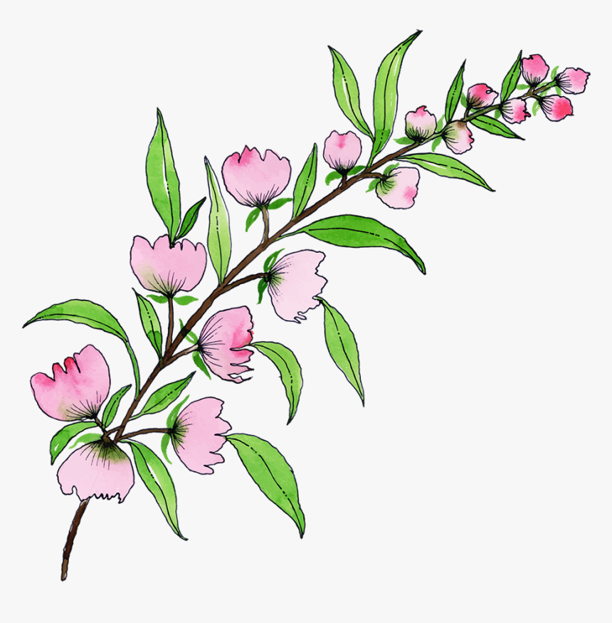 Rosa Glauca, HD Png Download