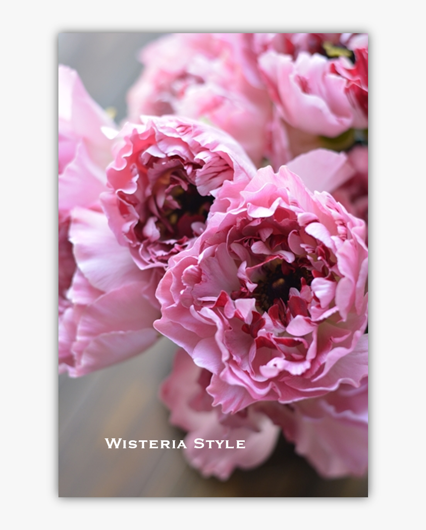 Common Peony, HD Png Download