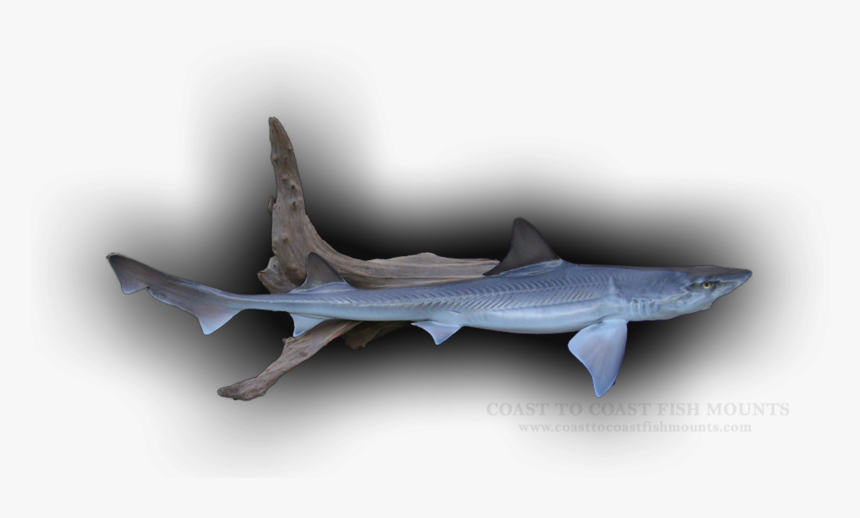 Whale Shark, HD Png Download