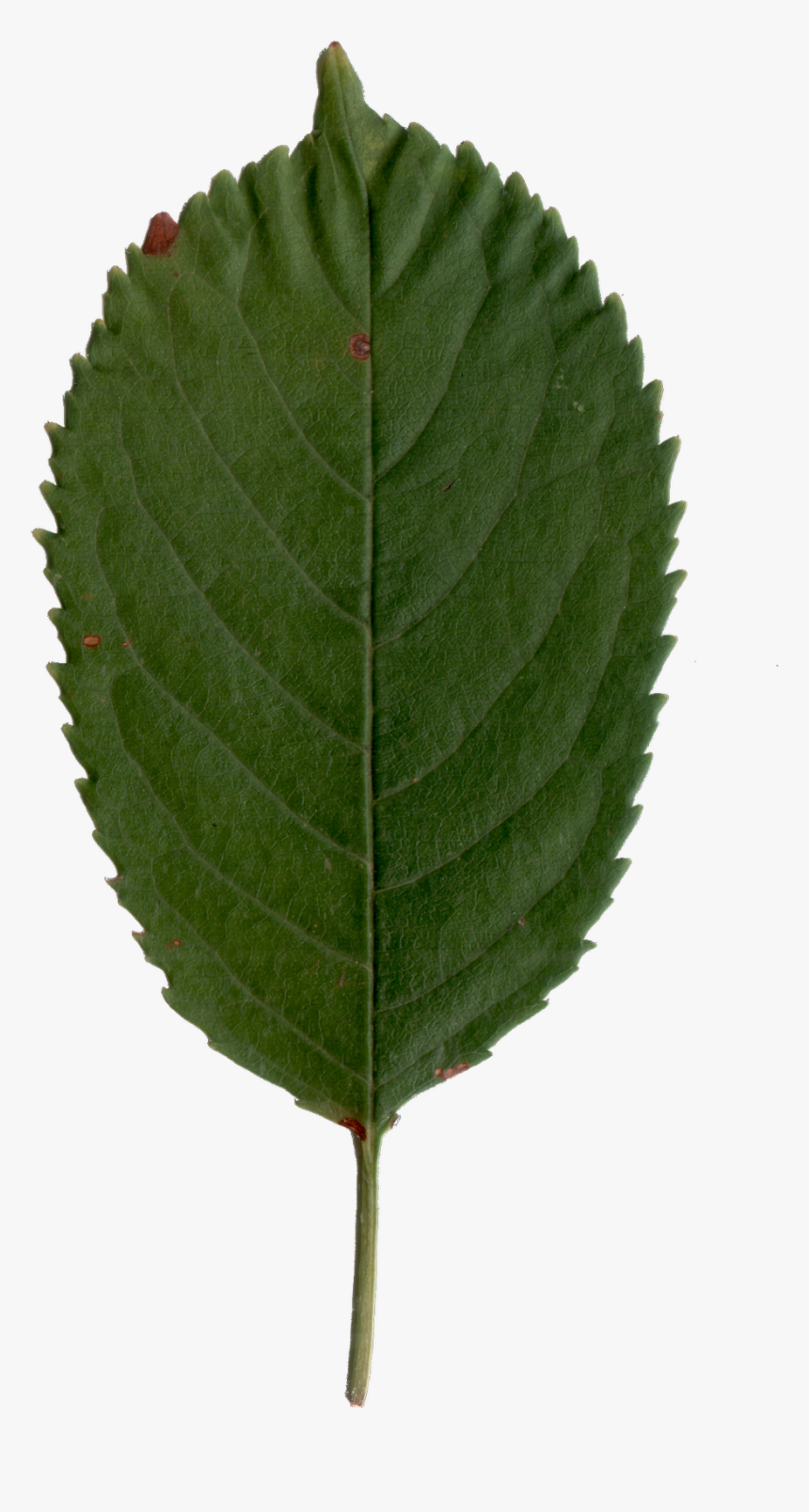 Map Tutorial 3ds Max에 대한 이미지 검색결과 - Sweet Cherry Leaf, HD Png Download