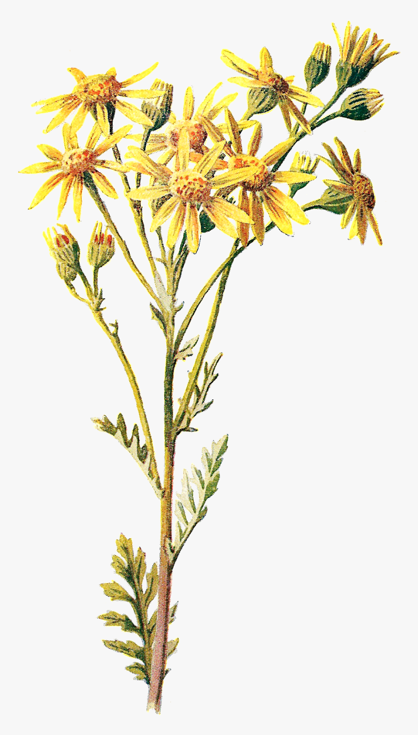 Goldenrod Flower Clipart Graphic Free Library Antique - Wild Flowers Png, Transparent Png