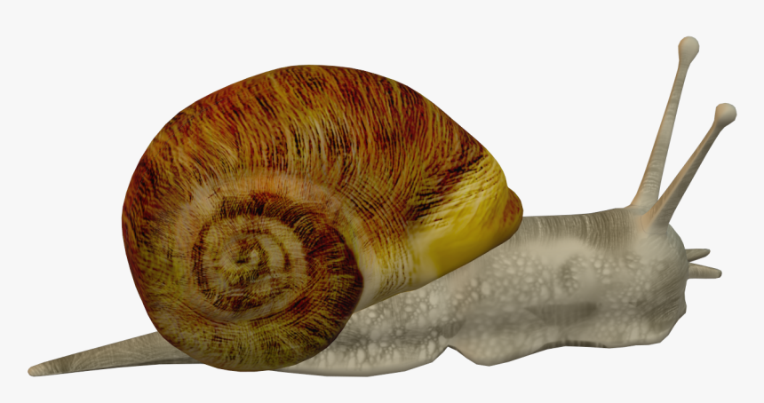 Lymnaeidae, HD Png Download