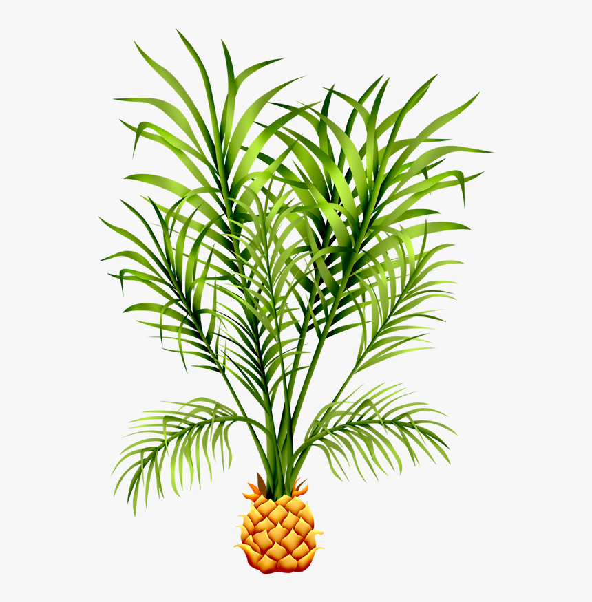 Feuilles Ananas, HD Png Download