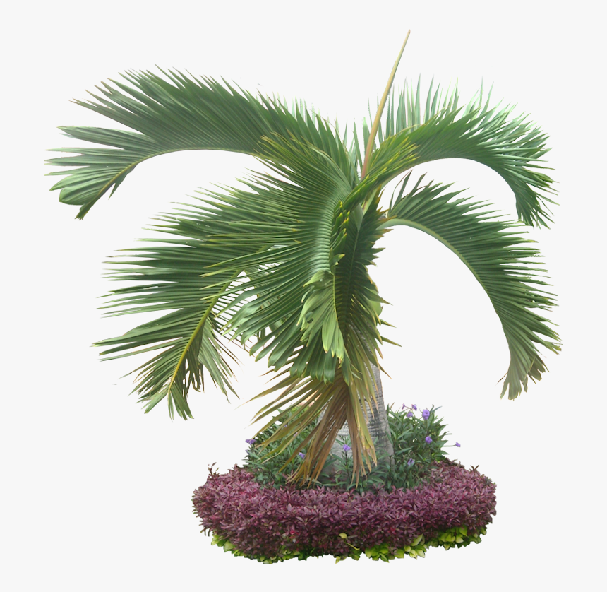 Palm Trees, HD Png Download