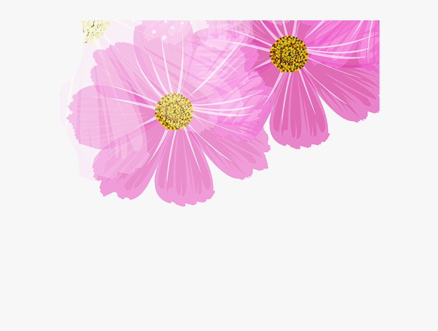 Barberton Daisy, HD Png Download