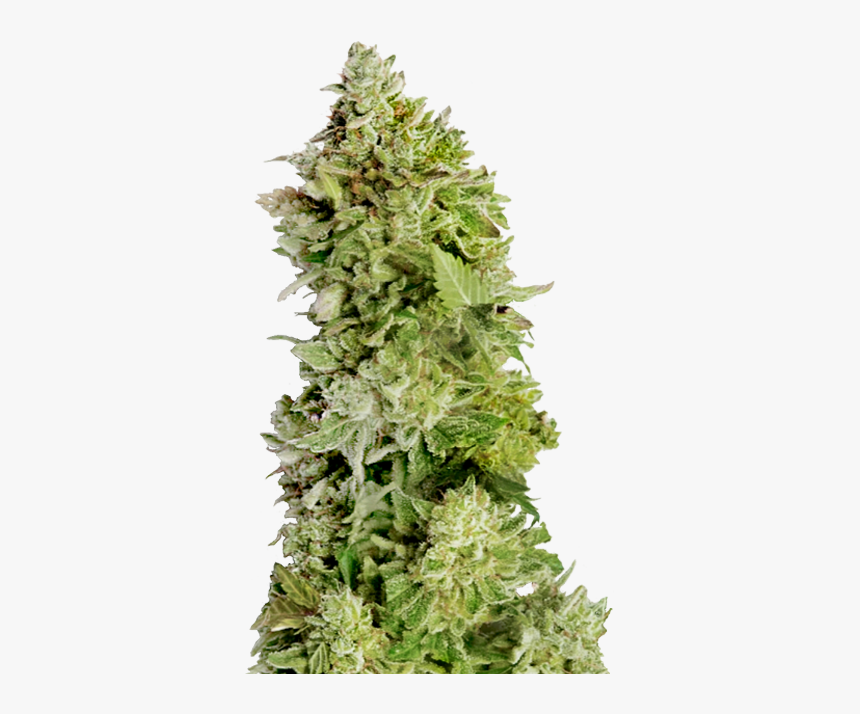 Buy Mega Buds Seeds Beast Mode Auto Fem - Beast Mode Auto Feminised, HD Png Download