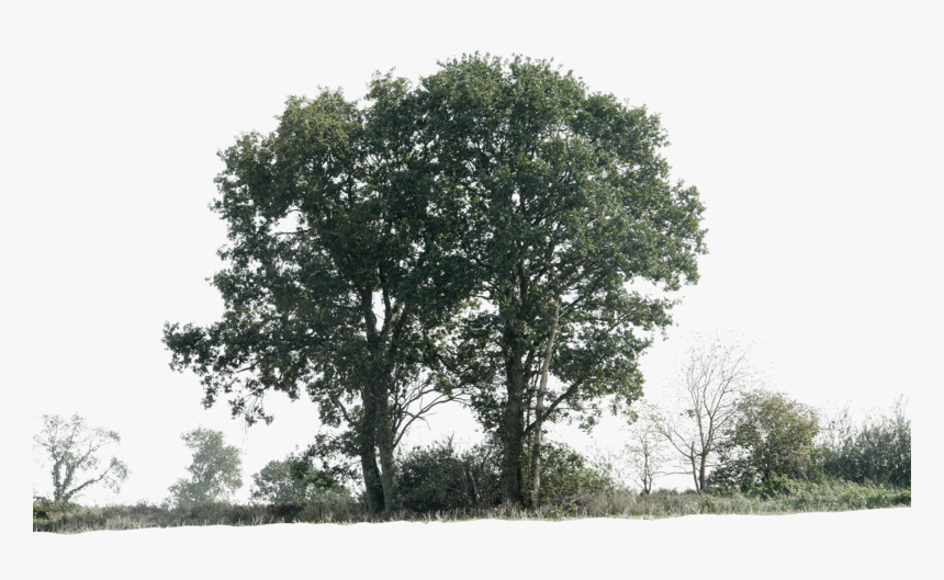 Thumb Image - Trees Png With Shadow, Transparent Png
