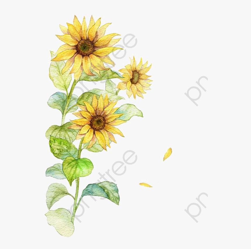 Watercolor Category - Watercolor Sunflower Clip Art, HD Png Download