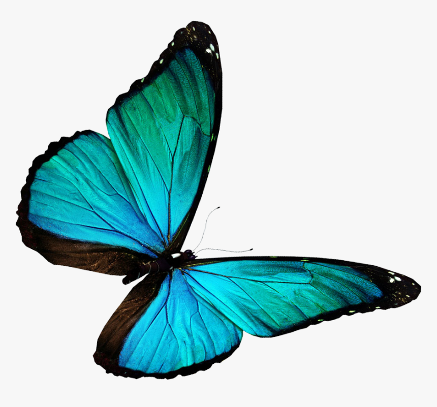 0 Kb, V - Butterfly, HD Png Download