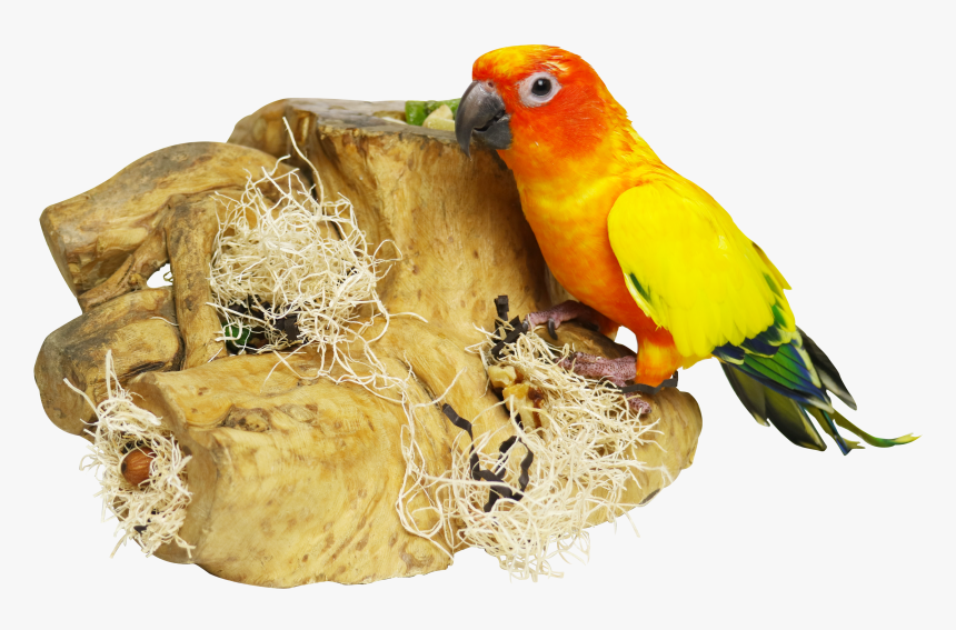 Macaw, HD Png Download