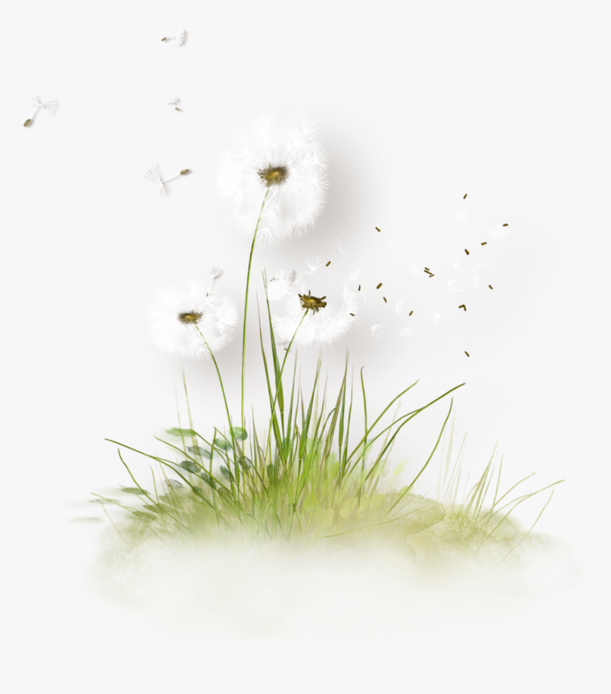 Free Download Dandelion Grass Png Clipart Dandelion - Png Dandelion Tubes, Transparent Png