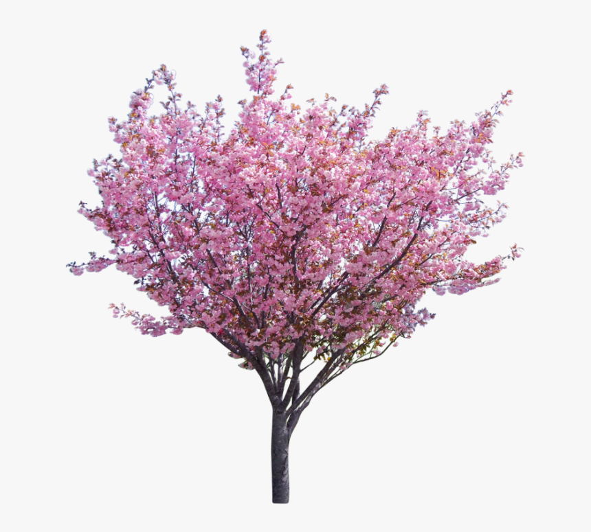 Eastern Redbud Png, Transparent Png