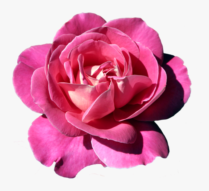 Apple Rose Clipart Clip Art Freeuse Pin By Lela Lena - Rose, HD Png Download